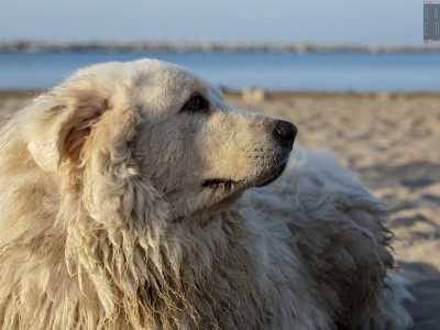 Henry, il cane del quartiere San Girolamo